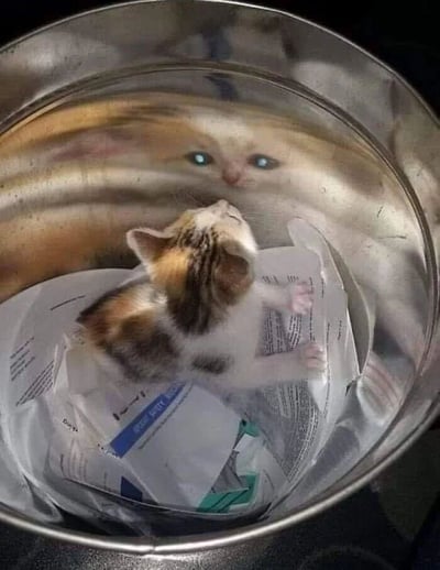 一只毛色为白、棕、黑相间的小奶猫，正趴在金属盆内的皱巴巴纸张上，仰着小脑袋向上看。金属盆的光滑表面形成了清晰的倒影，映出一张拥有明亮蓝色眼睛的神秘猫脸，与盆中小猫形成大小对比，营造出一种奇幻又温馨的画面感。
