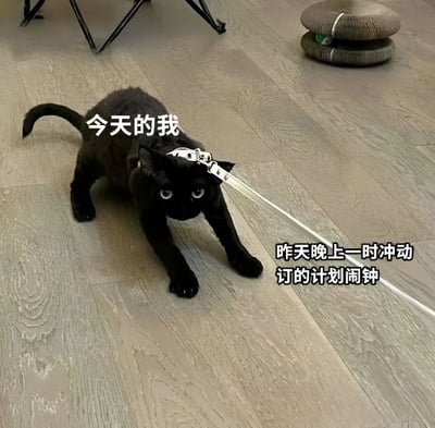 图片中一只黑猫戴着白色牵引绳，四肢着地趴在木质地板上，眼神惊恐地向前看，仿佛被牵引绳强行拉扯。猫的上方配有文字“今天的我”，右侧则有文字“昨天晚上一时冲动订的计划闹钟”。背景中可见黑色金属椅腿和一个堆叠的猫窝，窝里有一颗绿色小球。整体通过猫咪被“闹钟”牵引的场景，幽默地表现了人们面对自己冲动制定的早起计划时的无奈与挣扎。