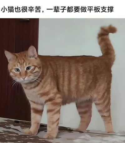 图片展示了一只橘色虎斑猫站立的场景，猫的姿势被幽默地比喻为做平板支撑。图片上方配有文字：'小猫也很辛苦，一辈子都要做平板支撑'，通过拟人化手法创造出有趣的视觉效果。