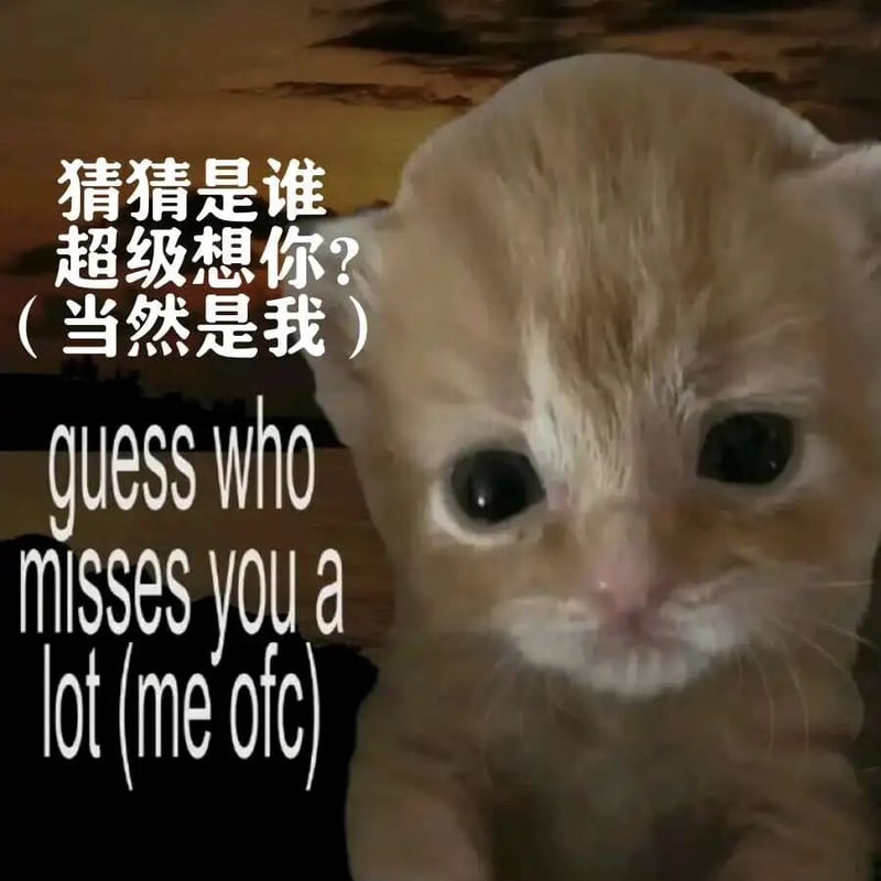 小奶猫