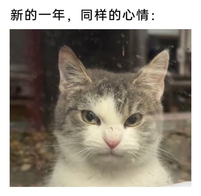 这是一张文字加注类的静态表情素材图，顶部配有文字“新的一年，同样的心情：”，下方是一张实拍的灰白猫咪照片，猫咪眉头紧皱，眼神带着明显的不满，面部表情烦躁又郁闷，它似乎隔着一块带有水渍的玻璃，整体画面用猫咪不爽的神态，生动地表达出人们在新的一年里，心情依旧没有好转，仍被烦躁、郁闷的情绪笼罩的状态，能够引发不少人对新年依旧有烦心事的共鸣。