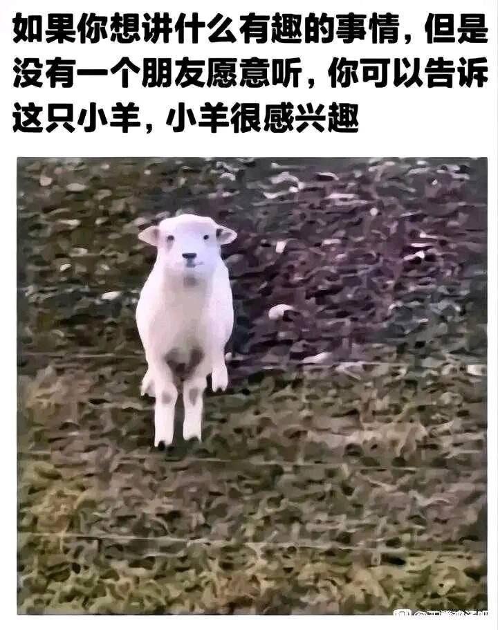 小羊