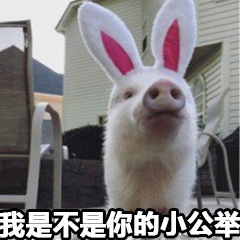 戴兔子耳朵的猪问：我是不是你的小公举
