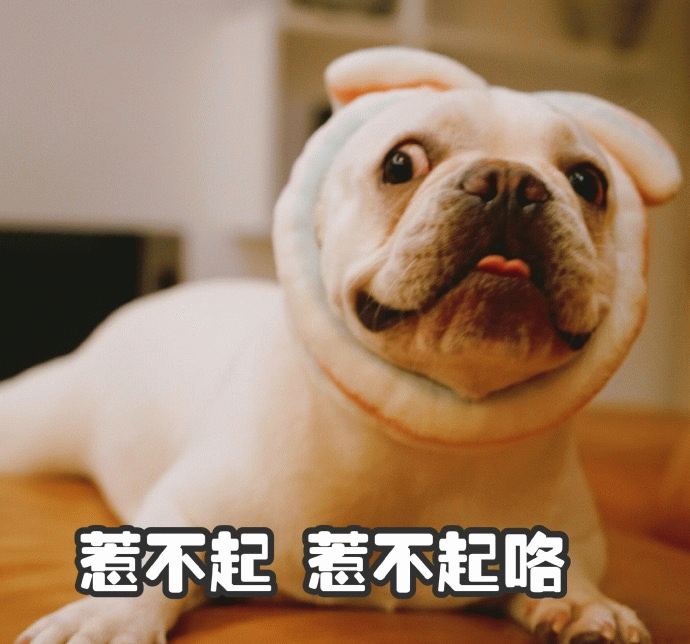 戴着兔子耳朵的法斗：惹不起惹不起咯