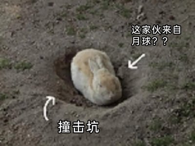 这是一张经过文字加注的实拍静态图，画面主体是一只浅黄白色的兔子，正安静地待在地面的一个土坑中。图中用白色箭头和黑色文字进行标注，将兔子所在的土坑标注为“撞击坑”，同时在兔子旁配文“这家伙来自月球？？”，结合中国传统神话里玉兔居住在月球广寒宫的内容，把普通的兔子窝联想成月球的撞击坑，用趣味调侃的方式制造出荒诞搞笑的效果，让这只普通的兔子被赋予了“月球来客”的趣味设定。