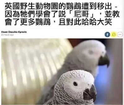 这是一张Facebook平台的社交媒体截图，上方是繁体中文的新闻文字，内容为英国野生动物园的鹦鹉学会了带有歧视性的词汇“尼哥”，还将这个词汇教给了更多同伴，并且会在说这个词时哈哈大笑，因此这些鹦鹉被动物园移出；下方配了两只非洲灰鹦鹉的照片，鹦鹉神态平静，和文字描述的“哈哈大笑”形成反差感，整体内容充满滑稽感，是一则搞笑的动物趣闻。