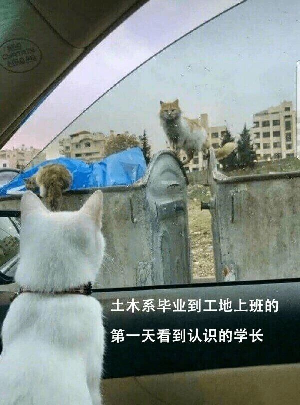 刚入职工地的土木毕业生