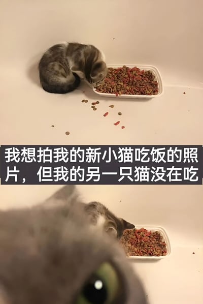 图片为上下对比构图，上方展示一只灰白相间的小奶猫正低头专注地吃着白色长方形碗里的混合色（棕色与红色）猫粮，碗边散落着几颗猫粮，背景为纯白色；下方是另一只猫的眼部特写，灰色毛发，黄绿色瞳孔正注视着猫粮碗。中间配有文字：'我想拍我的新小猫吃饭的照片，但我的另一只猫没在吃'。整体呈现了宠物主人试图记录新猫咪可爱瞬间时，另一只猫咪未配合进食的温馨又搞笑的日常场景。