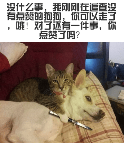 图片上方为黑色文字：'没什么事，我刚刚在追查没有点赞的狗狗，你可以走了，哦！对了还有一件事，你点赞了吗？'。下方是一只戴着红色项圈（带铃铛）的橘猫，爪子里握着一把小刀，趴在一只表情放松的狗狗旁边，背景是红色枕头和格子床单。整体通过猫咪持小刀的'威胁'姿态与可爱动物形象形成反差萌，幽默地表达求点赞的意图。