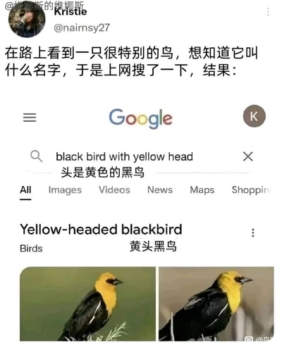 这是一张图文混排的社交媒体转发截图，内容是用户Kristle（@nairnsy27）分享的一次有趣的鸟类名称搜索经历。用户在路上发现一只黄头黑身的特殊鸟类，于是在Google搜索引擎中输入“black bird with yellow head（头是黄色的黑鸟）”进行查询，搜索结果直接给出了“Yellow-headed blackbird（黄头黑鸟）”的答案，这种完全贴合搜索词的直白命名方式，形成了类似“废话文学”的搞笑效果。截图中还附带了两张黄头黑鸟的实拍图片，清晰展示了该鸟类黄头黑身、带有白色翼斑的外观特征。图片左上角带有国内用户“@维纳斯的维纳斯”的转发水印，右下角也有相关标识水印。