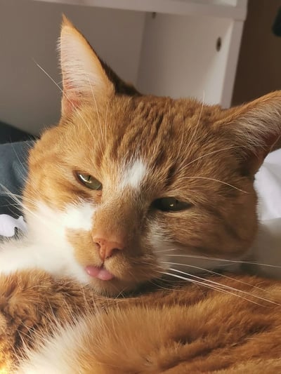 图片中是一只橘白相间的猫咪特写，猫咪毛色以橘色为主，额头和胸口有白色斑块，绿色的眼睛半眯着，显得慵懒又傲娇。它正微微吐着粉色的舌头，耳朵自然竖起，胡须清晰可见，整体姿态放松地躺卧在深色的布料上，背景是室内的白色柜子，营造出温馨的居家氛围。