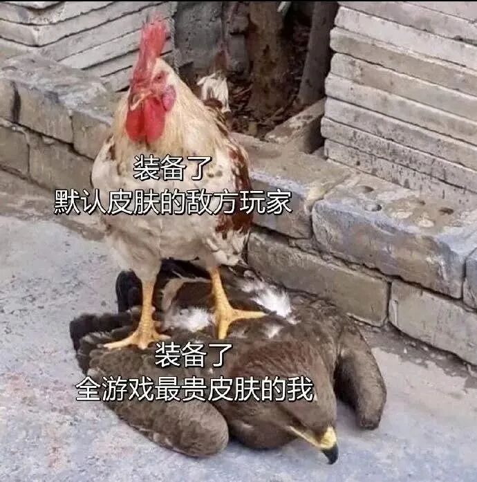 鹰