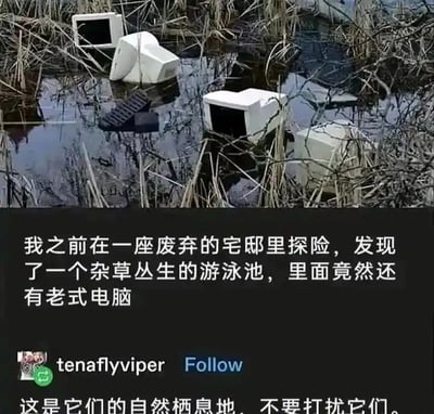 这是一张社交媒体截图，上方的实拍图展示了一处杂草丛生、积满污水的废弃泳池，里面浸泡着几台老式CRT电脑和一个键盘，看起来是被遗弃在此的电子垃圾；下方的文字分为两部分，第一部分是发布者的分享内容，称自己在废弃宅邸探险时发现了这个场景，第二部分是账号为tenaflyviper的用户评论，用拟人化的玩笑将这些被废弃的电脑调侃为仿佛在此拥有自然栖息地的生物，让不要打扰它们，通过这种拟人化的玩梗方式，给废弃物品的场景增添了趣味和幽默感。