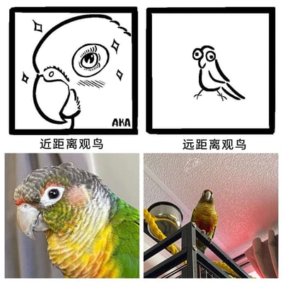 这是一组由手绘漫画与真实照片拼接而成的四格对比图，生动展现了近距离与远距离观鸟的视觉反差。上半部分为手绘内容：“近距离观鸟”的漫画将人眼和鹦鹉的局部夸张放大，用闪亮的装饰突出细节感；“远距离观鸟”的漫画则用极简的线条勾勒出一只造型滑稽的小鸟。下半部分为真实的绿颊锥尾鹦鹉照片：近距离特写清晰呈现了鹦鹉的羽毛纹理、明亮的眼睛和锋利的喙，细节饱满；远距离照片里，鹦鹉站在高处栏杆上，整体体型显得小巧，与漫画的表现形成有趣的呼应，精准还原了远近视角观察鸟类时的不同视觉体验，充满趣味。