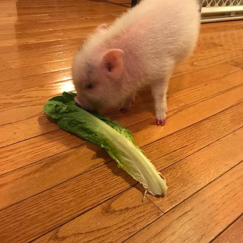 可爱的小猪正在吃生菜