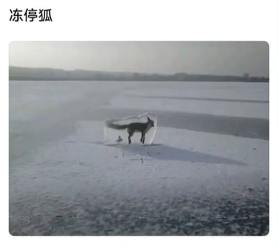 这是一张经过图像合成的趣味搞笑图片，画面展示了一片冰封的开阔湖面，通过P图将狐狸的形象与冰面的裂缝结合，营造出狐狸被冻结在冰柱中的视觉错觉。图片顶部配有文字“冻停狐”，是谐音“多普勒”的趣味梗，利用视觉误导和谐音双关的方式制造幽默效果，属于网络上流行的搞笑创作内容。