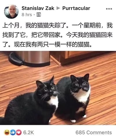 这是一张海外社交平台的用户动态截图，属于图文混排的静态内容。画面上方是用户Stanislav Zak发布的文字动态，讲述了一段充满巧合的趣事：上个月他的猫猫失踪，一周前他找回了这只猫并带回家，结果今天“失踪的猫猫”再次回到他家，让他意外拥有了两只看起来完全一模一样的黑白奶牛猫。画面下方是实拍的两只猫猫，它们的毛色、神态几乎完全相同，并排坐在木质地板上，抬头看向上方，模样十分可爱。这条动态收获了6.2K的点赞和685条评论，这类充满趣味的宠物日常很容易在社交平台引发网友的关注与讨论。