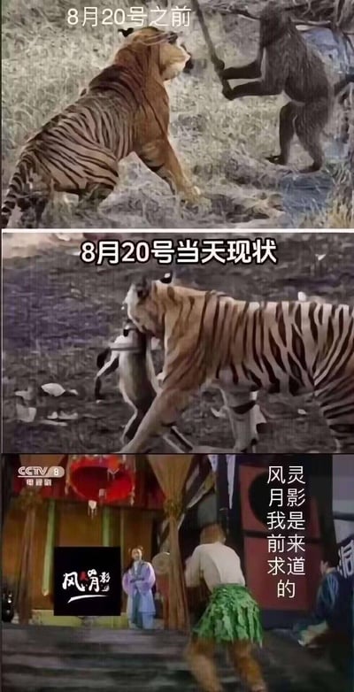 这是一张由三部分影视截图拼接而成的玩梗图，用老版《西游记》的场景调侃游戏玩家的状态：
1. 8月20号之前：老虎精与孙悟空对峙，姿态强势，象征玩家还能硬刚游戏内容；
2. 8月20号当天：老虎精的皮套露出人的腿，被企鹅拉扯，象征玩家在游戏中落败；
3. 最后一张是孙悟空跪拜求道的场景，配文「风灵月影我是前来求道的」，象征玩家转而求助游戏修改器「风灵月影」。

梗说明：「风灵月影」是国内知名游戏修改器品牌，这张图用前后反差的方式，讽刺玩家在游戏遇到困难时从硬刚到求助外挂的心态，充满戏谑感。