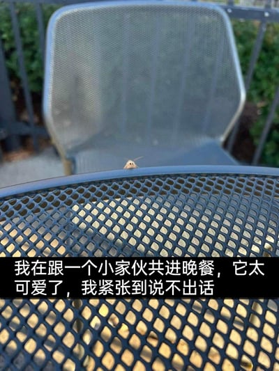 这是一张原始拍摄的户外生活场景静态图，画面主体是带有镂空网格设计的深色圆桌，桌沿处有一只小昆虫，它的身体形态巧合之下呈现出类似人脸的纹路，看起来软萌可爱，正从桌沿探出头。背景是一把同风格的户外椅和模糊的绿植围栏，营造出轻松的户外用餐氛围。图片底部配有白色文字：“我在跟一个小家伙共进晚餐，它太可爱了，我紧张到说不出话”，拍摄者用拟人化的语气表达了对这个小昆虫的喜爱，将偶然遇到的小场景赋予了温馨有趣的氛围。