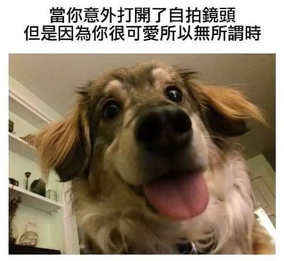 图片上方配有文字'當你意外打開了自拍鏡頭但是因為你很可愛所以無所謂時'，下方是一张狗狗的近距离照片。狗狗毛发略显凌乱，眼睛睁大，嘴巴张开露出舌头，表情开心地抬头看向镜头，背景是室内的白色书架和天花板。整体营造出一种可爱、轻松的氛围，通过狗狗的萌态呼应文字中'可爱所以无所谓'的主题。