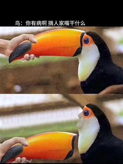 这是一张上下分栏的对比搞笑P图：
上半部分是一只手握住巨嘴鸟标志性的彩色大喙，配文“鸟：你有病啊 摘人家嘴干什么”，营造出“嘴可以被摘下”的错觉；
下半部分则是“嘴被摘下”后的画面，巨嘴鸟的头部位置露出了人的侧脸，通过P图制造出荒诞的视觉反差，以此达到搞笑效果。图中没有双关、谐音梗，完全靠图像的违和感制造笑点。
