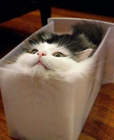 一只黑白毛色的猫咪被塞进一个白色的长方形塑料盒里，仅露出圆滚滚的脑袋和部分身体。它仰着头，绿色的眼睛瞪得溜圆，嘴巴微张，胡须根根分明，表情既无辜又充满好奇。背景是木质地板，整体画面传递出强烈的治愈感和萌点，展现了猫咪喜欢钻狭小空间的可爱习性。