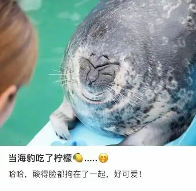 这是一张顶配底文的静态实拍图，画面上方是一只趴在蓝色平台上的海豹，它因为吃到柠檬的酸味，脸部紧紧皱起，眼睛紧闭，鼻子和嘴巴挤成一团，两只前爪搭在平台边缘，呈现出既难受又滑稽可爱的表情；画面左侧能看到一部分人的头部，推测是投喂柠檬的工作人员。画面下方配有文字：“当海豹吃了柠檬🍋……🥰 哈哈，酸得脸都拘在了一起，好可爱！”，文字点明了海豹表情的原因，同时表达了对这个有趣又可爱画面的喜爱之情，整体氛围轻松治愈。