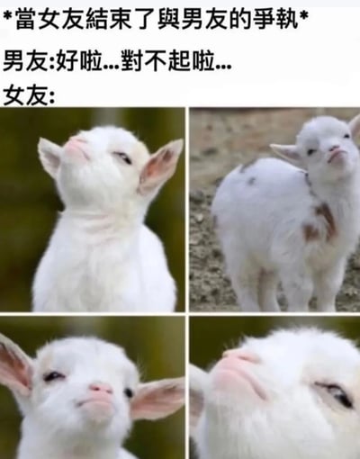 图片上方配有标题“*當女友結束了與男友的爭執*”，下方左侧是男友的对话“好啦...對不起啦...”，右侧“女友:”之后是四张小白羊的照片。四张照片中的小羊分别呈现出抬头眯眼、侧头不屑、低头傲娇、仰头得意等表情，生动模拟了女友在男友道歉后，表面平静但内心略带小得意和不屑的状态，通过动物表情与情侣对话的结合，以幽默方式展现恋爱中常见的争执结束场景。