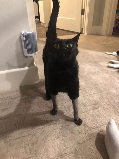 一只纯黑色的猫咪站在室内铺有米色地毯的地板上，身体微微前倾，双眼瞪得溜圆，瞳孔放大，表情看起来十分惊讶或好奇。它的尾巴笔直地向上竖起，前爪自然垂下。猫咪左侧的墙壁上安装着一个白色的宠物毛刷，背景中可以看到一扇半开的白色房门，远处还有一只黑白相间的猫咪趴在地上。整体场景温馨，展现了猫咪日常的可爱瞬间。