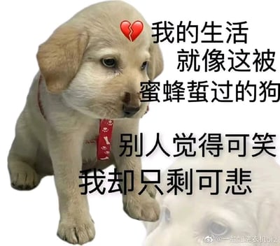 这是一张用于情绪宣泄的网络梗图，画面主体是一只脸部肿胀、疑似被蜜蜂蛰过的浅色小狗，小狗耷拉着脑袋，神情低落委屈，头顶配有一个破碎的红心表情符号，直观传递出悲伤的情绪。图中添加了自嘲式的文字：“我的生活就像这被蜜蜂蛰过的狗 别人觉得可笑 我却只剩可悲”，以小狗的遭遇类比自身的生活困境，表达出当事人身处不如意的处境时，自己满心悲苦却被他人当作笑料的无奈、心酸与自我感慨。图片右下角带有微博用户“@一贫如洗衣机orz”的水印，表明该梗图的创作来源。