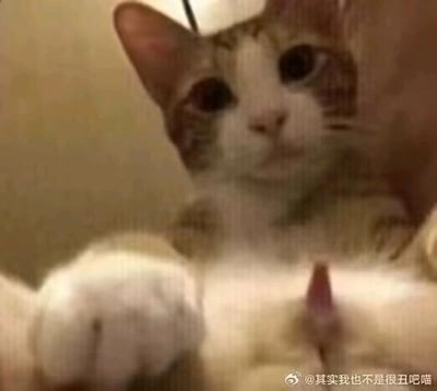 图片中是一只拥有白色和橘色毛发的猫咪，正近距离直视镜头，眼神显得无辜又略带好奇。猫咪的前爪自然前伸，背景为单一的浅色墙面，整体画面聚焦于猫咪的面部表情和姿态，给人一种可爱又纯真的感觉。