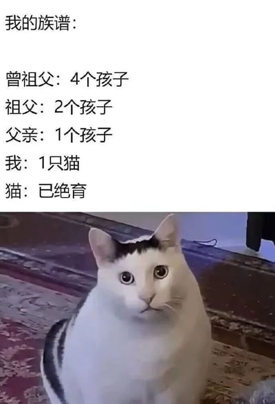 这张图片上方是一段关于家族生育情况的文字，内容为："我的族谱：曾祖父：4个孩子，祖父：2个孩子，父亲：1个孩子，我：1只猫，猫：已绝育"。下方是一张真实拍摄的黑白猫照片，猫咪坐在地毯上，表情看起来有些惊讶或困惑地抬头看向前方。通过幽默的方式展示了家族生育数量逐渐减少，最后到"我"这里变成了一只已经绝育的猫，形成了有趣的反差和笑点。