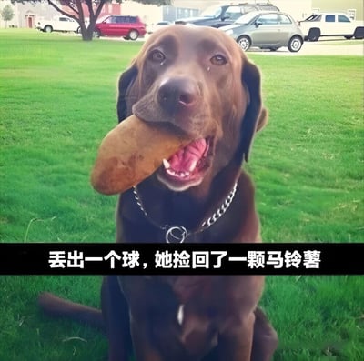 图片中是一只棕色的拉布拉多犬，坐在绿色的草坪上，嘴里叼着一颗马铃薯，表情看起来很开心。图片底部有一行文字：“丢出一个球，她捡回了一颗马铃薯”，幽默地表现了狗狗可能误解了主人的指令，把球错认成了马铃薯。背景中可以看到几辆停放的汽车和树木，环境像是在户外的居民区或公园。
