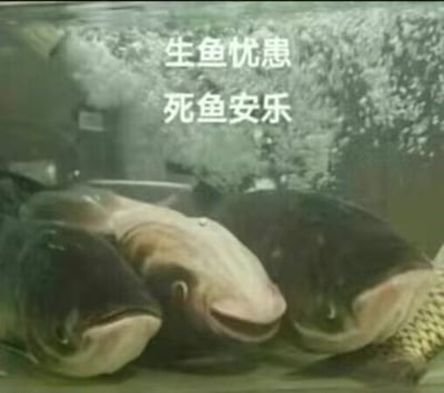 这是一张二次创作的搞笑梗图，画面主体为水底躺着三条翻肚、看起来已经死亡的鱼，画面上方配有两行白色文字“生鱼忧患 死鱼安乐”，内容化用了《孟子》中“生于忧患，死于安乐”的名句，以谐音的方式调侃活着就要承受各类忧虑劳苦，死亡反而能获得安闲舒适，常被网友用来抒发面对工作、生活压力时的消极躺平情绪，表达不想努力、厌倦压力的心态。