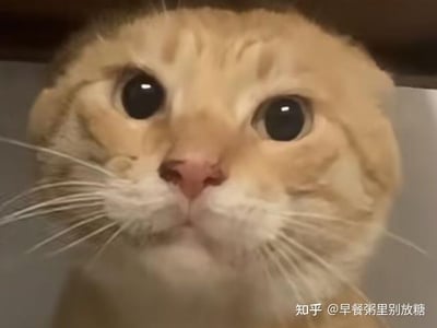 这是一张利用视觉错位拍摄的趣味宠物照片，一只橘色折耳猫的头部处于家具下方，家具的边缘与猫的脸部重合，形成了猫脸被压扁、眼睛格外圆大的视觉错觉，让猫咪看起来呆萌又无辜，充满搞笑感，十分适合用来表达呆萌、惊讶的情绪。