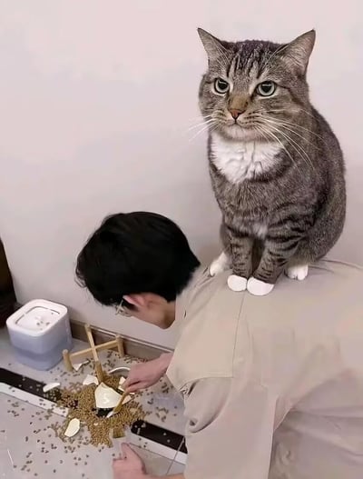 图中一只灰白虎斑猫淡定地蹲在主人的肩膀上，眼神平静地看向前方，仿佛在“监工”主人清理被它打翻的猫粮碗和散落一地的猫粮。主人正弯腰收拾地上的碎碗片和猫粮，画面生动展现了养猫日常里的搞笑与无奈，猫咪的淡定和主人的忙碌形成鲜明反差，充满生活趣味。