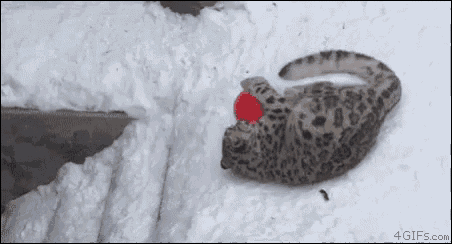 雪豹