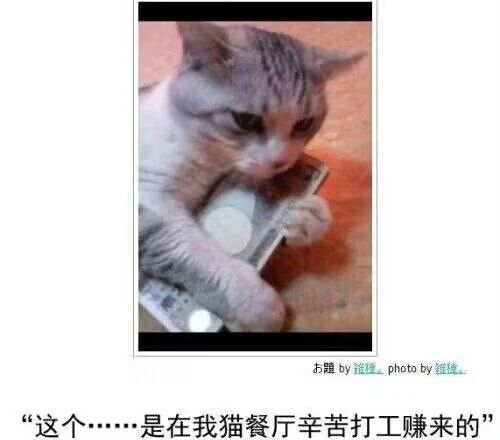 猫餐厅员工