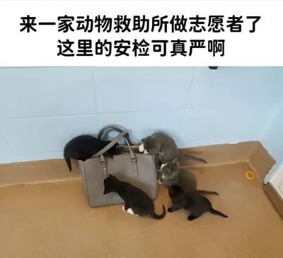 这张梗图展示了动物救助所里的温馨搞笑场景：几只小猫围绕着一个灰色手提包，有的钻进包里躲藏，有的在包旁好奇张望。图片上方配有文字‘来一家动物救助所做志愿者了 这里的安检可真严啊’，通过幽默的反差手法，将小猫们比作‘违禁品’，调侃救助所‘安检严格’，既突出了小猫的顽皮可爱，又体现了志愿者工作中的趣味瞬间，整体风格轻松治愈。