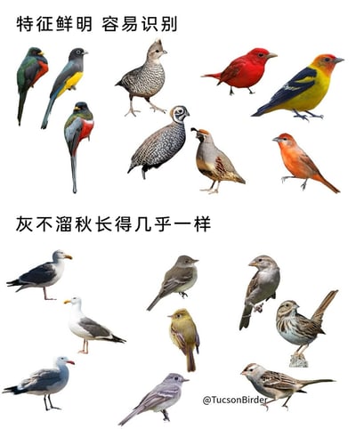 这张图片采用上下对比的形式，生动呈现了鸟类识别的两种极端情况：上半部分配有文字“特征鲜明 容易识别”，展示了9只外观极具辨识度的鸟类，它们羽色艳丽，有鲜红、明黄、翠绿等色彩，或是带有独特的斑纹、冠羽，外形差异显著，能轻松被区分；下半部分配有文字“灰不溜秋长得几乎一样”，展示了9只以灰、褐、白等暗哑色调为主的鸟类，它们的外形轮廓、羽色纹理相似度极高，没有醒目的特征，识别难度大，精准戳中了观鸟爱好者在鸟类识别过程中遇到的趣味痛点。