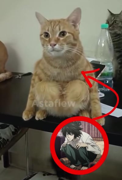 这是一张趣味合成梗图，创作者将一只真实橘猫的上半身，与动漫《死亡笔记》中角色L的经典抱膝坐姿拼接在一起，让橘猫看起来像是摆出了L的标志性姿势，画面毫无违和感，完美还原了L的坐姿神态，充满脑洞与搞笑感，让人忍俊不禁。
无谐音双关或暗示内容。