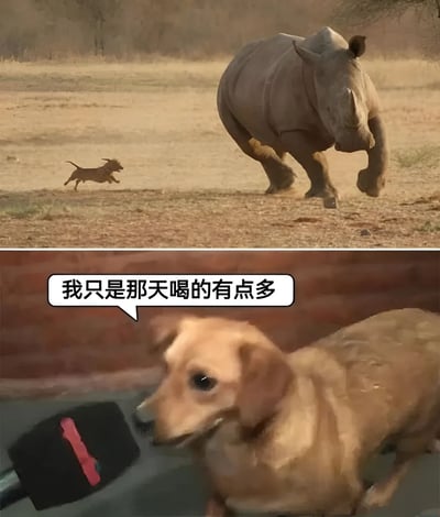 图片分为上下两部分。上半部分是在干燥的草原环境中，一只棕色小狗正惊慌地向前奔跑，身后有一头体型庞大的犀牛怒气冲冲地追赶，地面扬起尘土，场面紧张。下半部分则是这只小狗对着麦克风（背景为砖墙），旁边的对话气泡写着“我只是那天喝的有点多”，以拟人化的方式为自己惹怒犀牛的行为找借口，形成幽默反差。