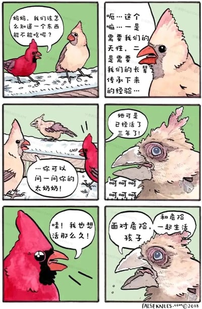 这是一组六格连环卡通漫画，讲述了小红鸟向鸟妈妈请教如何判断食物是否可食用的故事。鸟妈妈先是告知孩子判断食物需要依靠天性和长辈传承的经验，随后提议小红鸟去询问它的太奶奶，并强调这只太奶奶鸟已经活了三年。画面切换到状态苍老的太奶奶鸟，它羽毛稀疏脱落、喙部破损、眼睛浑浊，发出怪异的笑声，小红鸟看到后羡慕地表示自己也想活这么久，最后太奶奶鸟说出了生存的真谛：“面对危险，孩子 和危险一起生活”。漫画以鸟类的设定，用黑色幽默的反差感，调侃了在充满危险的环境中生存的本质，用夸张的长寿鸟类形象来凸显生存的不易与现实。
