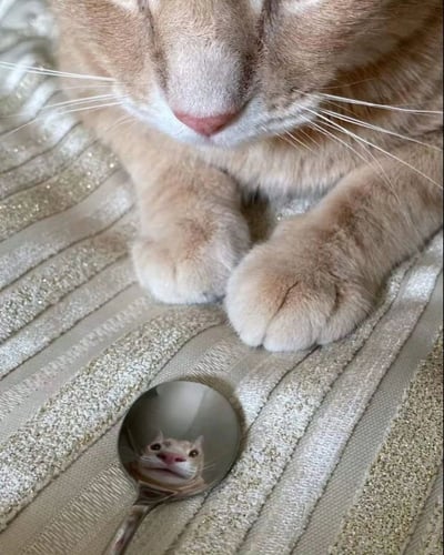 一只橘色的小猫咪趴在带有闪亮条纹的布料上，前爪向前伸展。它的鼻子粉嫩，胡须洁白细长，正低头专注地看着前方的勺子。勺子的曲面恰好反射出猫咪的小脸，形成了一幅猫咪“凝视镜中自己”的可爱画面，整体氛围温馨又治愈。
