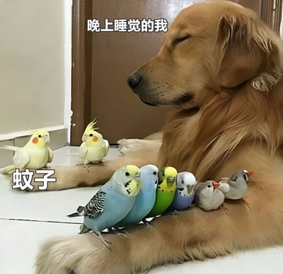 图片展示了一只金毛犬闭眼侧卧，表情安详地睡觉，上方配有文字“晚上睡觉的我”。在狗狗的前腿和身体上，站着多只色彩鲜艳的鹦鹉（包括黄色、蓝色、绿色、紫色等），左侧鹦鹉旁标注“蚊子”。通过将蚊子比喻为围绕在身边的鹦鹉，幽默地表现了晚上睡觉时被蚊子骚扰的无奈情景。