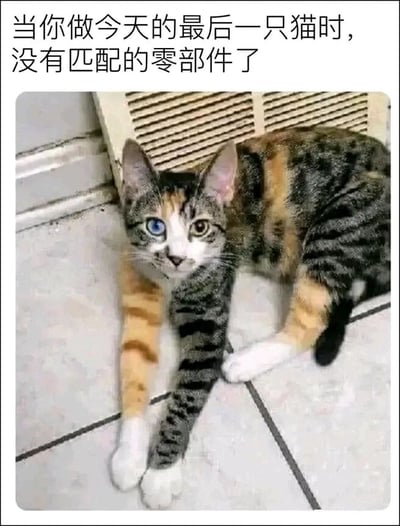 这是一张趣味宠物梗图，图中是一只外观十分独特的猫咪：它拥有异瞳，一只眼睛为蓝色，一只为黄色；身体和四肢的毛色杂乱，像是由不同猫咪的“零部件”拼凑而成——一只前肢是橘白配色，另一只前肢是虎斑白配色，后肢也分别是橘白和黑尾虎斑配色。猫咪趴在室内的瓷砖地面上，平静地直视镜头。图片上方配文“当你做今天的最后一只猫时，没有匹配的零部件了”，用拟人化的工厂生产视角，将猫咪比作工厂赶工生产的产品，调侃它是用剩下的零件拼凑出来的，以荒诞搞笑的方式诠释这只猫咪的特殊外观，让原本罕见的宠物毛色变得充满趣味。