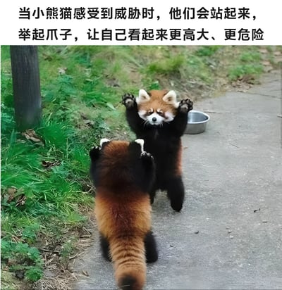 图片展示了两只小熊猫在户外环境中采取防御姿态的场景。一只小熊猫正面对镜头站立，前爪举起，表情警惕；另一只小熊猫从后方靠近，同样抬起前爪。背景是绿色植被和灰色水泥地面，旁边有一个金属食盆。图片上方配有文字说明：'当小熊猫感受到威胁时，他们会站起来，举起爪子，让自己看起来更高大、更危险'，解释了小熊猫这一行为的生物学意义。