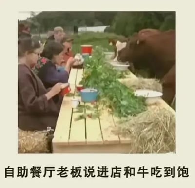 这是一张充满趣味的搞笑图片，画面呈现了一个荒诞的自助餐场景：一张长桌的一侧坐着几位正在认真用餐的人，另一侧则是一头牛，牛的餐位上摆放着青草和干草，仿佛也在参与自助餐。图片底部配有文字“自助餐厅老板说进店和牛吃到饱”，这里运用了谐音双关的梗，“和牛”原本指的是高端的牛肉品种，是自助餐里的昂贵餐品，而图中则将其曲解为“和牛这种动物一起吃到饱”，通过这种字面意思的错位解读，制造出荒诞又搞笑的反差效果，让原本的高端自助餐承诺变成了令人哭笑不得的场景，充满了网络搞笑内容的创意感。