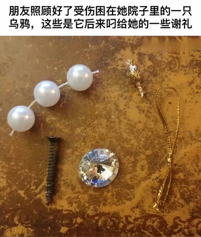 图片上方配有文字说明：“朋友照顾好了受伤困在她院子里的一只乌鸦，这些是它后来叼给她的一些谢礼”。下方主体画面展示了一张带有锈迹纹理的棕色表面上，摆放着乌鸦叼来的各类“礼物”，包括三颗串在一起的白色珍珠、一枚黑色螺丝钉、一颗较大的透明钻石状宝石、一段金色链条以及一个小型金色装饰物。整体场景温馨又带着一丝可爱的幽默感，展现了动物与人类之间的暖心互动。