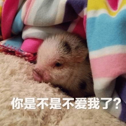 小猪